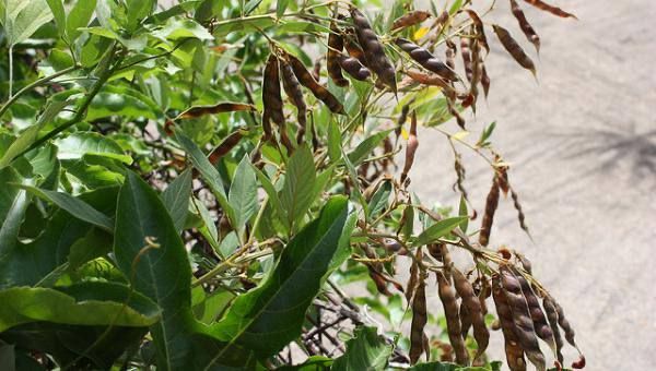 实皆省遵纳县区现财年雨季期间种植1万多英亩木豆完成采收工作