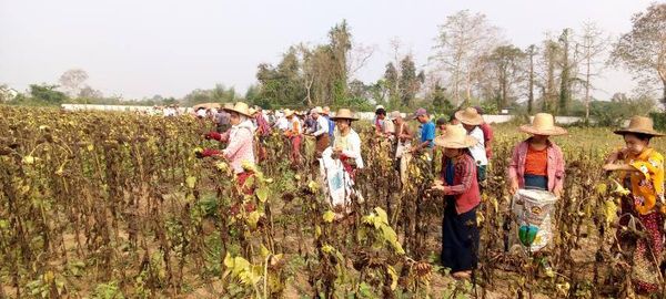 马圭省本漂县区现财年冬季种植的向日葵已有5千多英亩完成采收