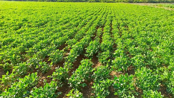 实皆省明景县区现财年冬季已完成冬花生2.4万多英亩种植工作