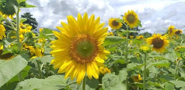 实皆省实皆县区现财年冬季节已种植冬向日葵31,337英亩