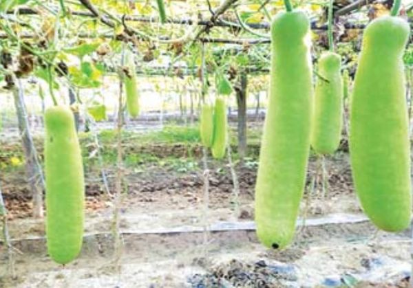 伊洛瓦底省德努彪县区乡村地区民众种植瓠瓜获得好收益