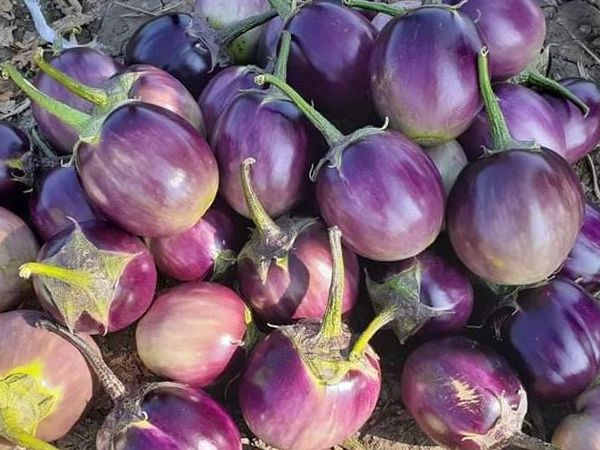 伊洛瓦底省德努彪县区农村地区种植脆茄子获得好收益