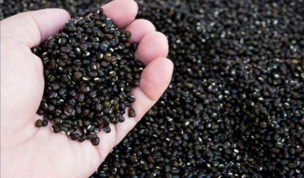 实皆省果林专区冬季期间种植了黑麦豆4千多英亩