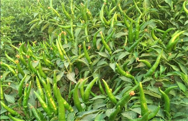 实皆省实皆专区在刚过去的冬季种植了冬辣椒作物2千多英亩