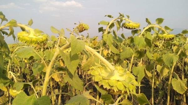 伊洛瓦底省英脉县区冬季期间种植的冬向日葵作物已完成采收工作