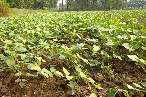 马圭省本漂县区目前已完成雨初绿豆6千多英亩种植工作