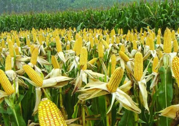 伊洛瓦底省扎伦县区种植的玉米作物获得好收成