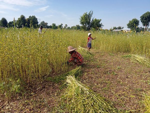 实皆省茵马宾专区种植的冬芝麻作物6.5万多英亩已完成采收工作