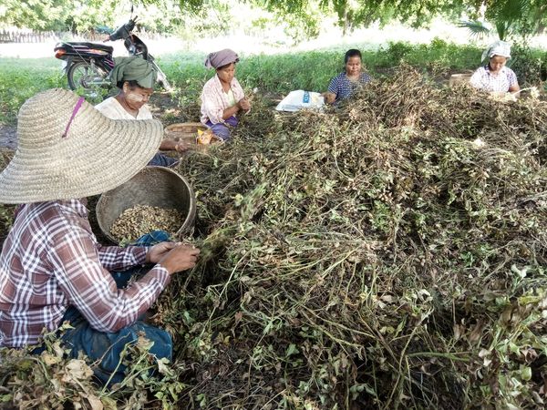 实皆省甘布鲁县区冬季期间种植9.7万多英亩花生已完成采收工作