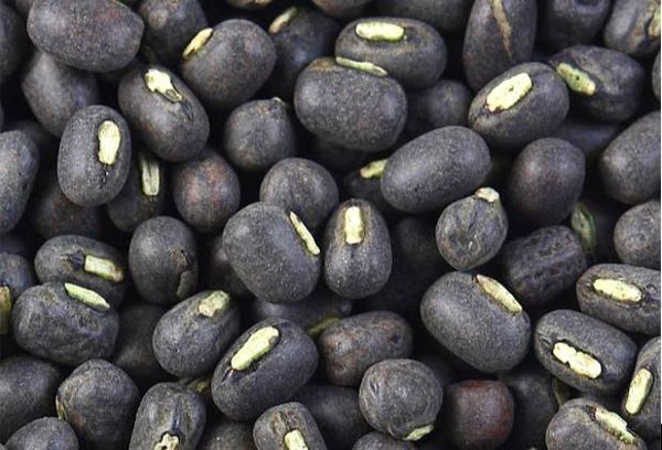 伊洛瓦底省马乌宾县区冬季期间种植的黑麦豆已全部完成采收工作