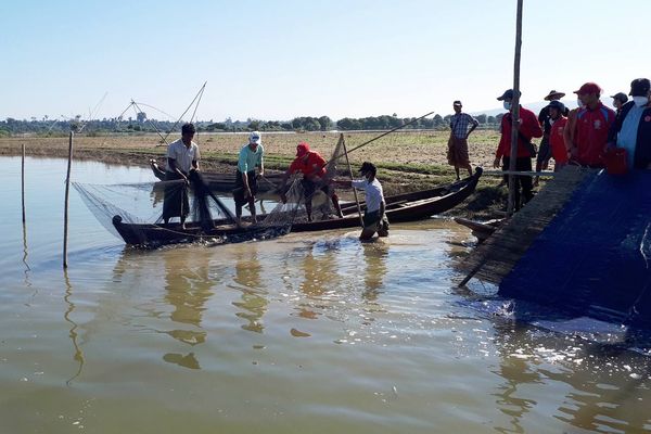 本财政年度内缅甸将向江河湖泊等自然水域中投放鱼苗3,800万尾