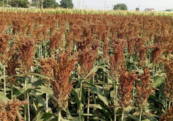 曼德勒省密达县区种植的高粱作物丰收农民们获益良多