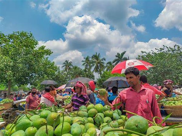 孟加拉国芒果开始出口中国