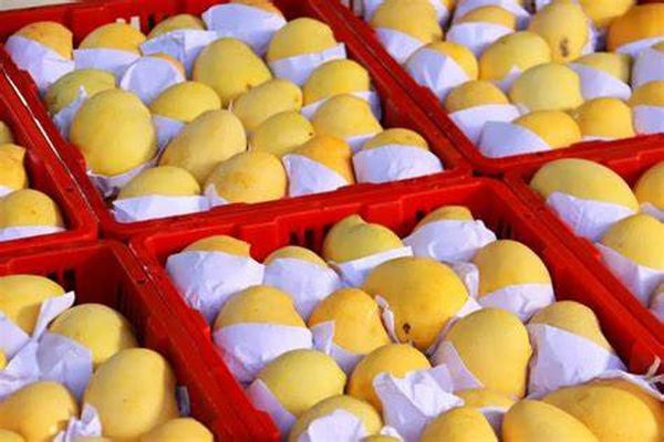 伊洛瓦底省兴实塔县区出产的圣德龙芒果需求量大获得好价钱