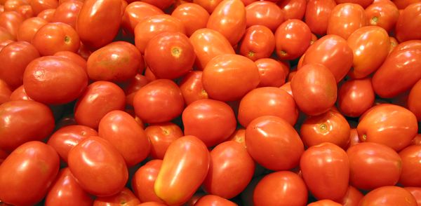 曼德勒省皎栖县区农村民众们种植番茄收益良多