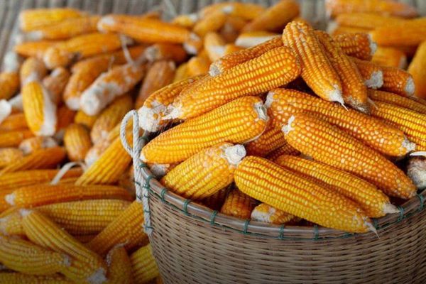 实皆省阿亚多县区冬季期间种植的甜玉蜀黍已完成采收工作