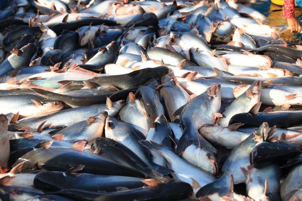 过去的2024—25财政年度缅甸向国外出口淡水鱼类55万多吨