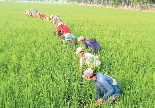 勃固省彪县区今年雨季规划种植雨季稻15万多英亩