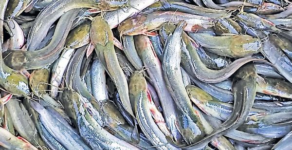 伊洛瓦底省博加礼县区5月份期间向仰光市输送出鲢鱼6.6万缅斤