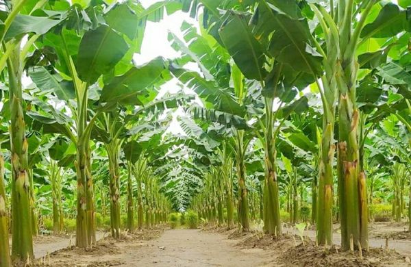 实皆省蒙育瓦专区现财年雨季规划种植香蕉水果4千多英亩