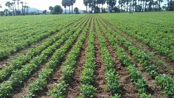 实皆省实皆县区今年雨季规划种植雨花生9千英亩已种1千多英亩
