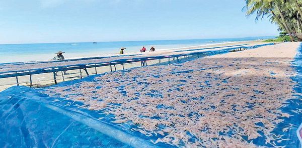 伊洛瓦底省纳不打县区生产出来的虾酱大量输送往仰光市场