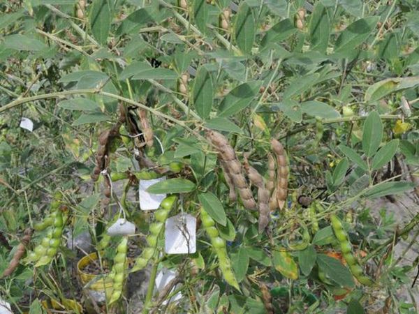 实皆省瑞帽县区今年雨季规划种植木豆6千多英亩已种2千多英亩