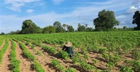 实皆省甘布鲁专区今年雨季规划种植各种雨蔬菜作物2千多英亩