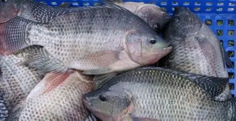 伊洛瓦底省央冬县区5月份向仰光市输送出罗非鱼7万缅斤