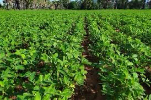 实皆省实皆县区现财年雨作物种植季节规划种植花生9千多英亩