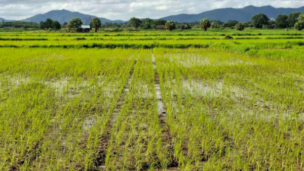 仰光省明格拉洞镇区今年雨季规划种植雨季稻1,399英亩