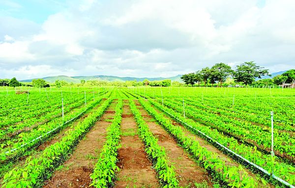 实皆省茵马宾专区今年雨季规划种植近2万英亩雨蔬菜