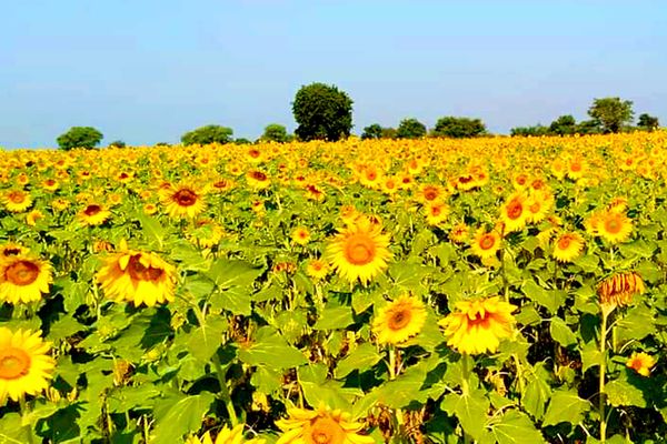 实皆省实皆县区现雨季期间已种植油料作物向日葵3千多英亩