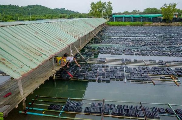 伊洛瓦底省博加礼县区在上个月月间向仰光市大量输送出软壳螃蟹