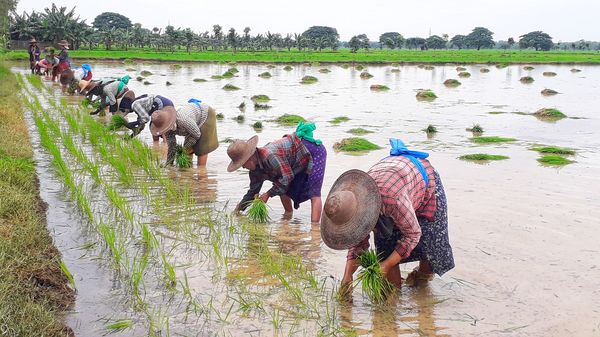 实皆省茵马宾专区今年雨季规划种植10多万英亩雨季稻