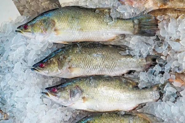 伊洛瓦底省毛淡棉遵县区6月份期间向仰光输出攀鲈鱼7.5万缅斤