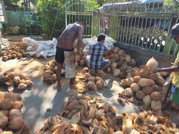 伊洛瓦底省德努彪县区6月份期间向仰光市输送出76万颗椰子