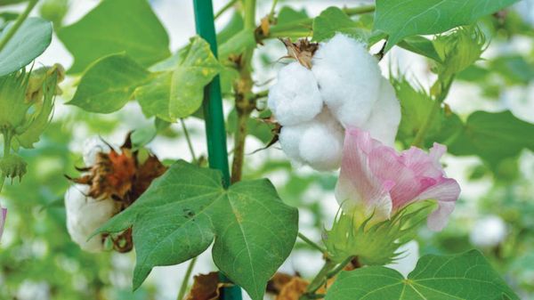 实皆省蒙育瓦县区规划种植1.7万多英亩棉花作物已种3千多英亩