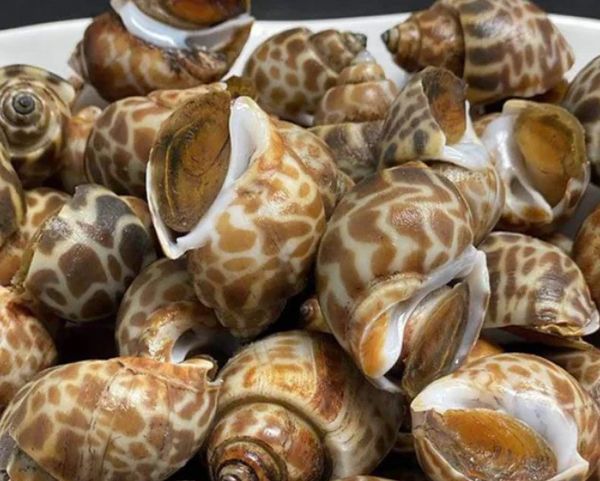 伊洛瓦底省壁榜县区5月份期间向仰光市输出花蜗牛6.5万缅斤