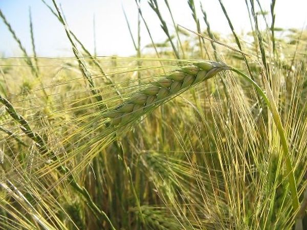 曼德勒市场上小麦作物因需求量大交易十分热络