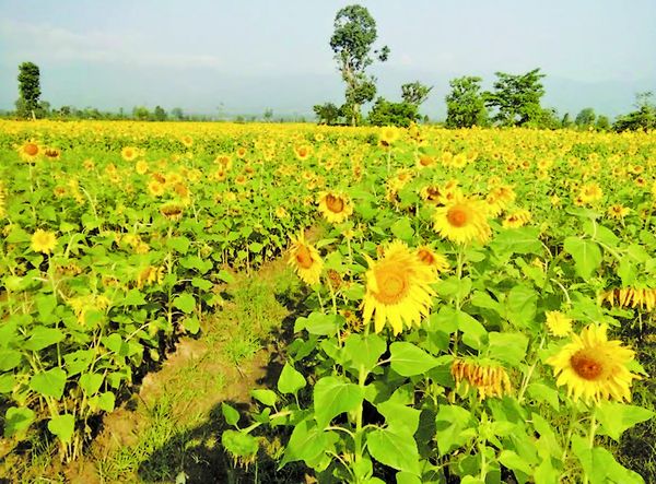 勃固省榜地县区今年雨季期间已种植2万多英亩油料作物