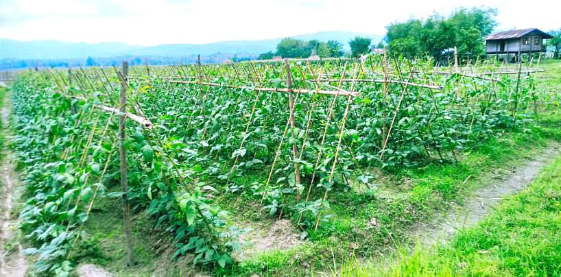 德林达依省土瓦专区格玲昂镇区民众们种植长豆获得一定收益