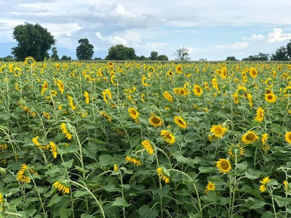 实皆省布达林县区规划种植雨向日葵5千多英亩已种3千多英亩