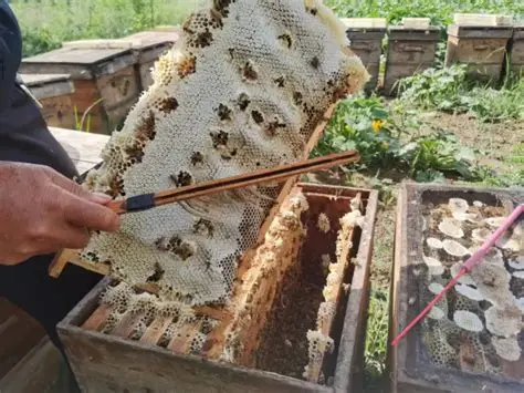 阿富汗国家将继续赞助其国内的3,200户蜂农生产蜂蜜