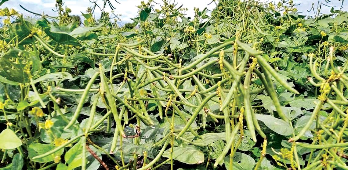 实皆省敏牧县区规划种植雨绿豆1.6万多英亩已种1.1万多英亩