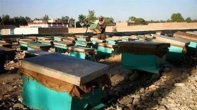 阿富汗国家年产蜂蜜2,200吨