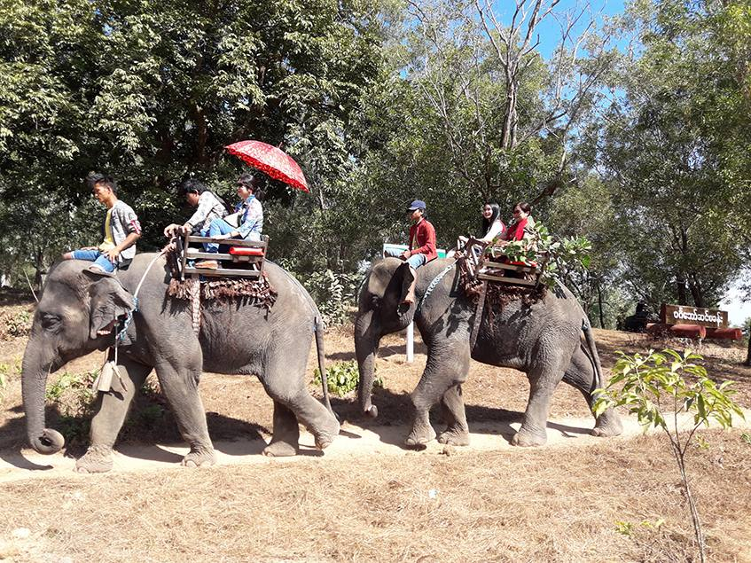 曼德勒省柏林江岸大象营地已做好假日期间接待游客的准备工作