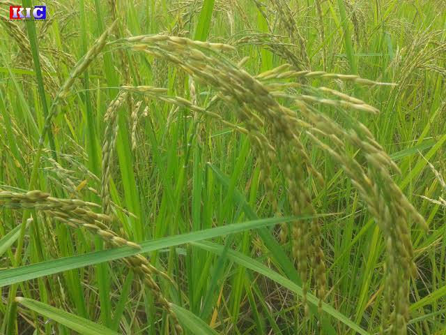 德林达依省遵素区今年雨季种植雨季稻1万多英亩已开始收割工作