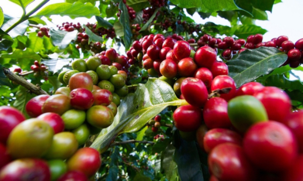 印度尼西亚国家在2025年上半年向国外出口咖啡20万多吨