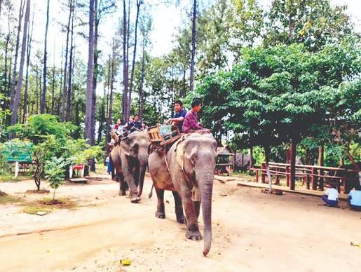 曼德勒省娃纳大象营地在现财年度6个月接待国内外游客近5千人